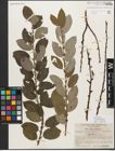 Foto von Salix myrsinifolia Salisb.